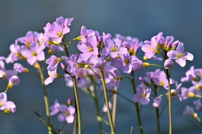 Cuckoo-flowers