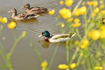 Ducks and Buttercups