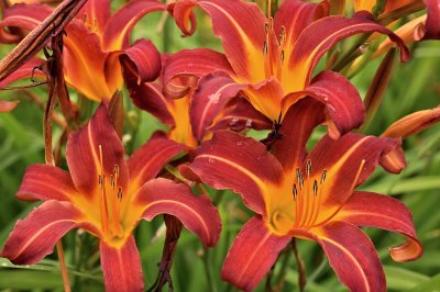 Hemerocallis