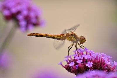 Steenrode heidelibel