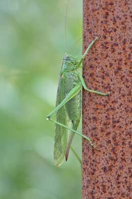 Grote groene sabelsprinkhaan 