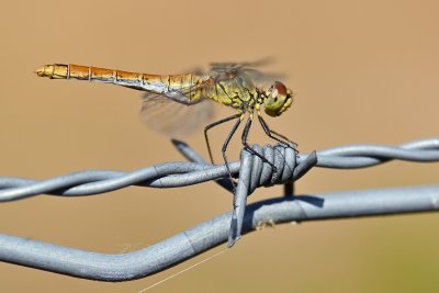 Bloedrode heidelibel