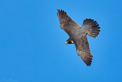 Peregrine Falcon