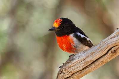 Red-capped Robin
