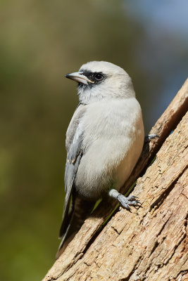 Woodswallows