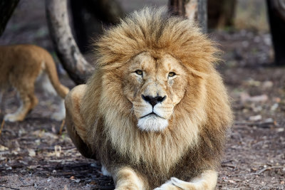 Lions