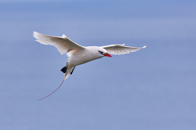 Lord Howe Island Birds