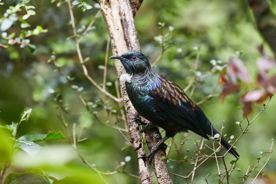 New Zealand Birds