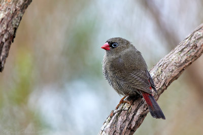 Beautiful Firetail