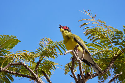 Figbirds  and Orioles