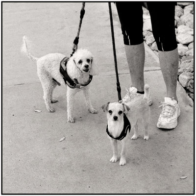 00002Dog Photos.jpg