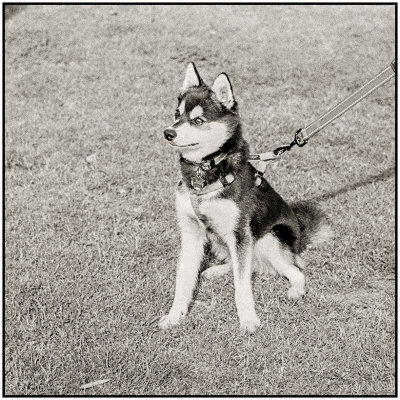 00006Dog Photos.jpg