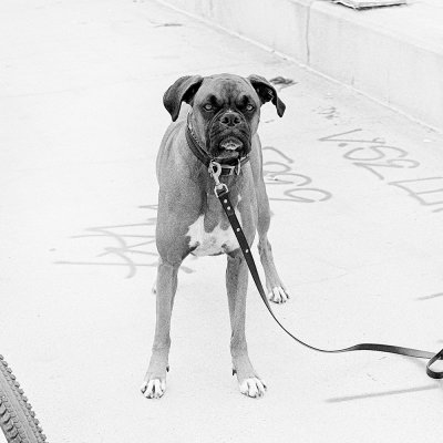 00007Dog Photos.jpg
