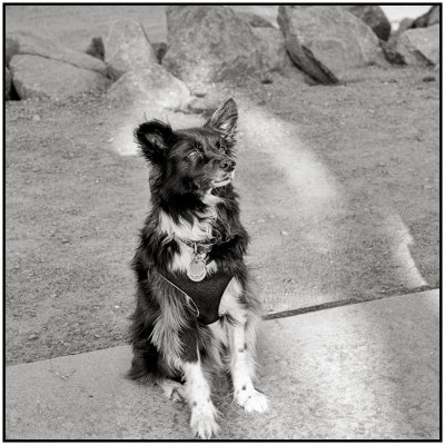 00009Dog Photos.jpg