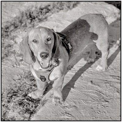 00010Dog Photos.jpg