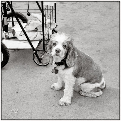 00012Dog Photos.jpg