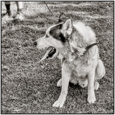 00013Dog Photos.jpg