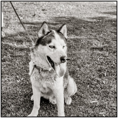00014Dog Photos.jpg