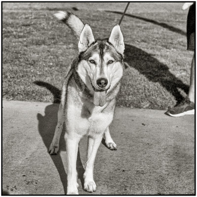 00015Dog Photos.jpg