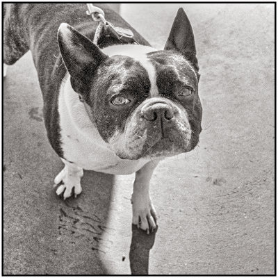 00019Dog Photos.jpg