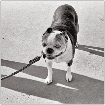 00020Dog Photos.jpg
