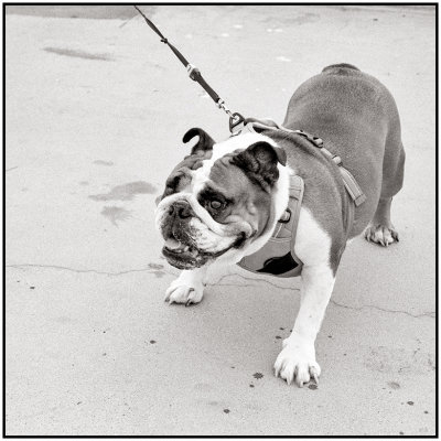 00021Dog Photos.jpg