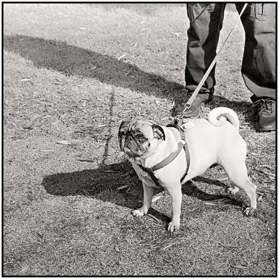 00022Dog Photos.jpg
