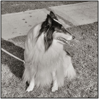 00023Dog Photos.jpg