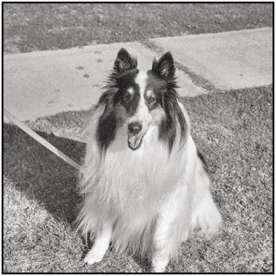 00025Dog Photos.jpg