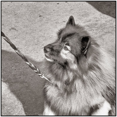 00029Dog Photos.jpg