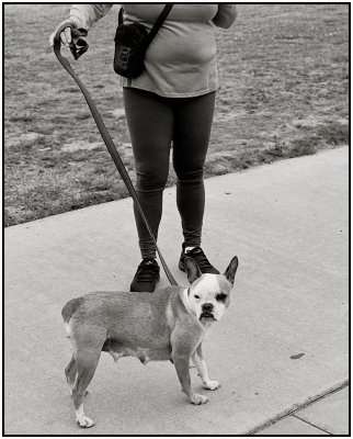 00032Dog Photos.jpg