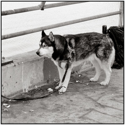 00035Dog Photos.jpg