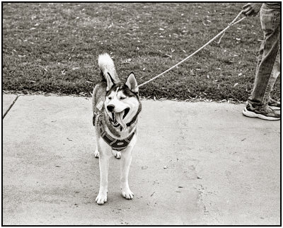 00036Dog Photos.jpg