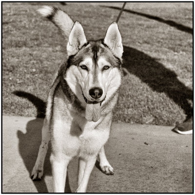 00038Dog Photos.jpg