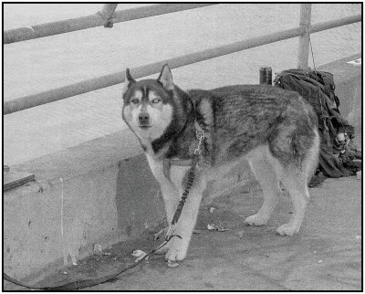 00039Dog Photos.jpg