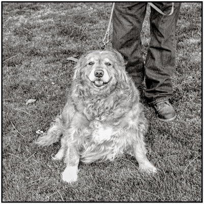 00042Dog Photos.jpg