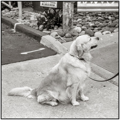 00043Dog Photos.jpg