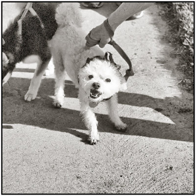 00044Dog Photos.jpg