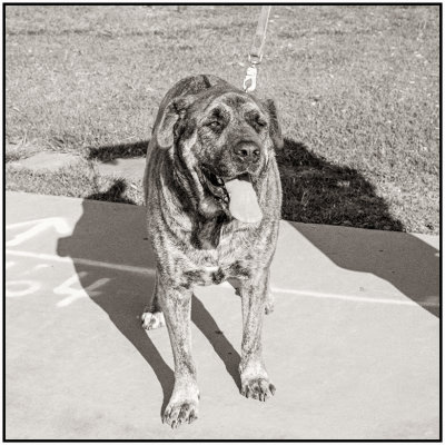 00056Dog Photos.jpg