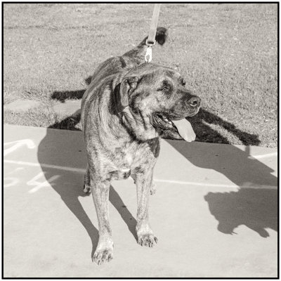 00057Dog Photos.jpg