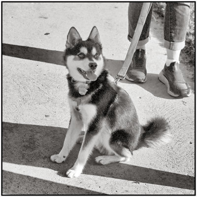 00058Dog Photos.jpg
