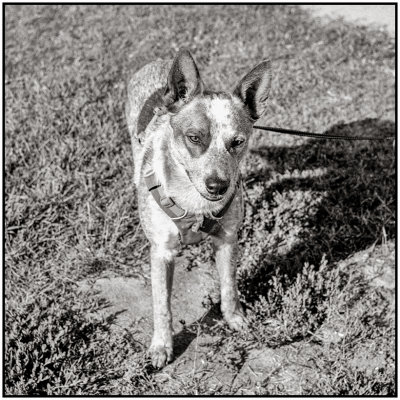00060Dog Photos.jpg