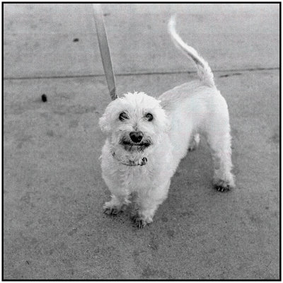 00066Dog Photos.jpg