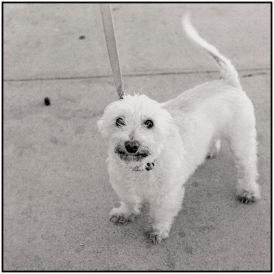 00067Dog Photos.jpg