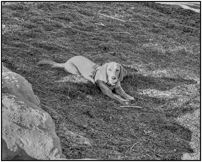 00068Dog Photos.jpg