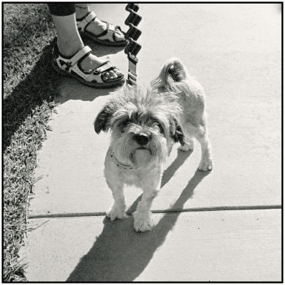 00072Dog Photos.jpg