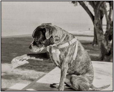 00074Dog Photos.jpg