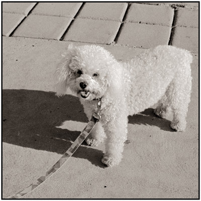 00077Dog Photos.jpg