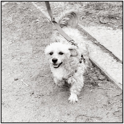 00078Dog Photos.jpg