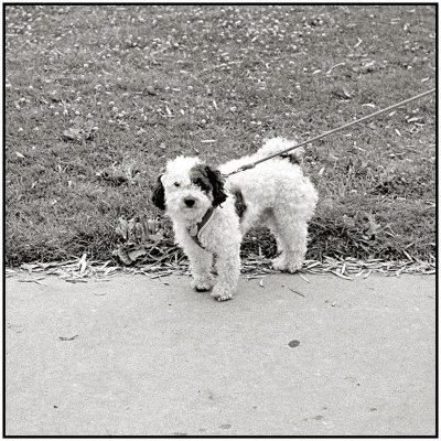 00079Dog Photos.jpg